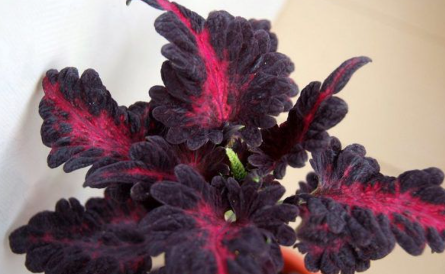 콜레우스 블랙드래곤