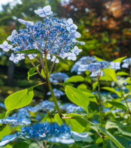 화담숲 예약 모노레일 예약 관람방법