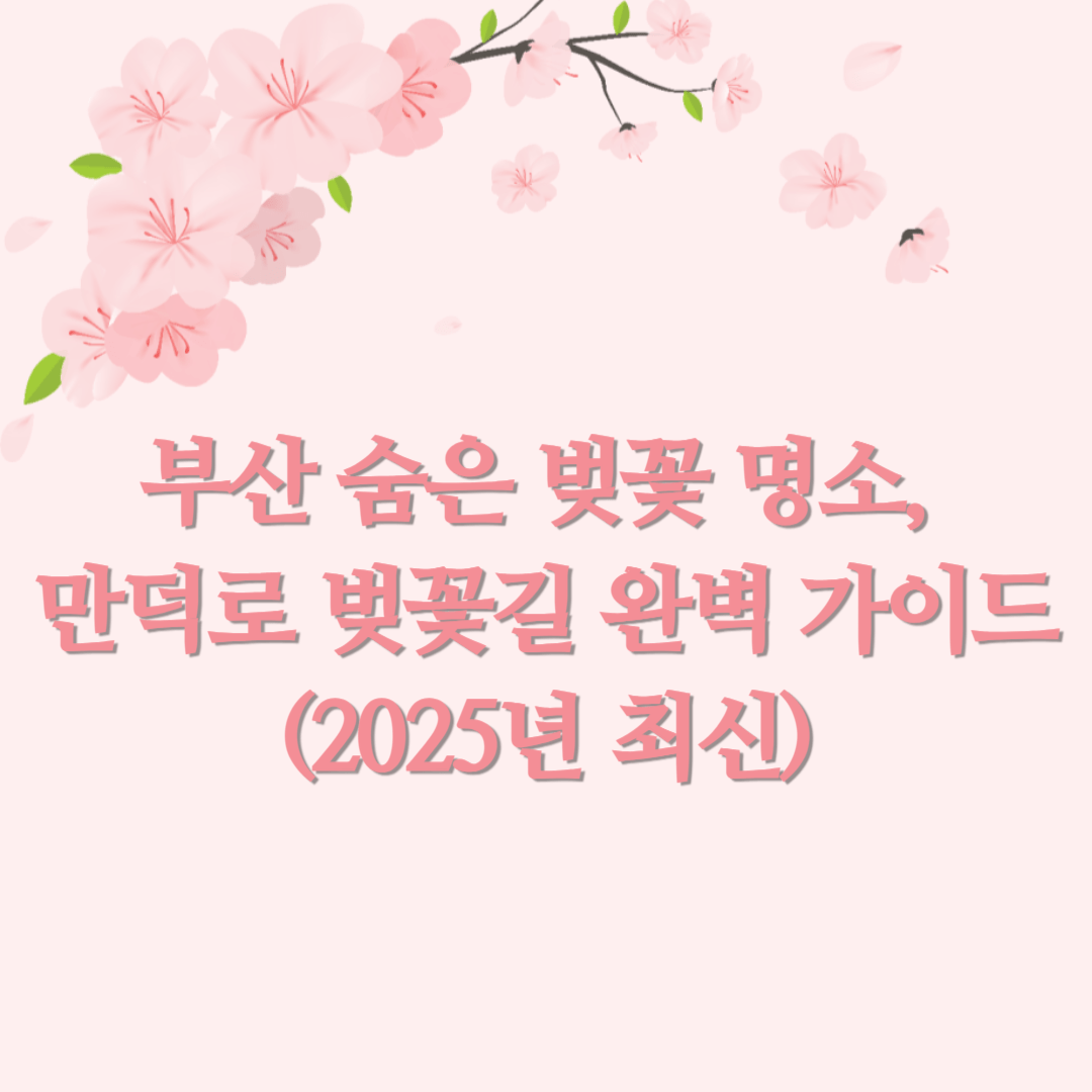 부산 숨은 벚꽃 명소, 만덕로 벚꽃길 완벽 가이드 (2025년 최신)