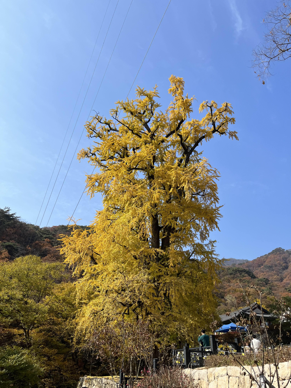 용문사 은행나무