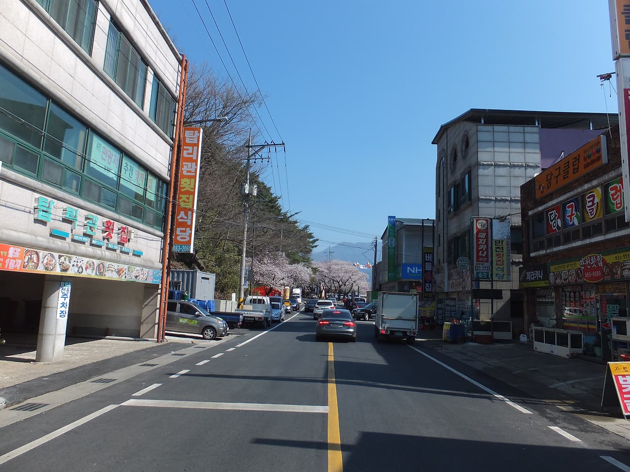 도로 끝 멀리 보이는 벚꽃