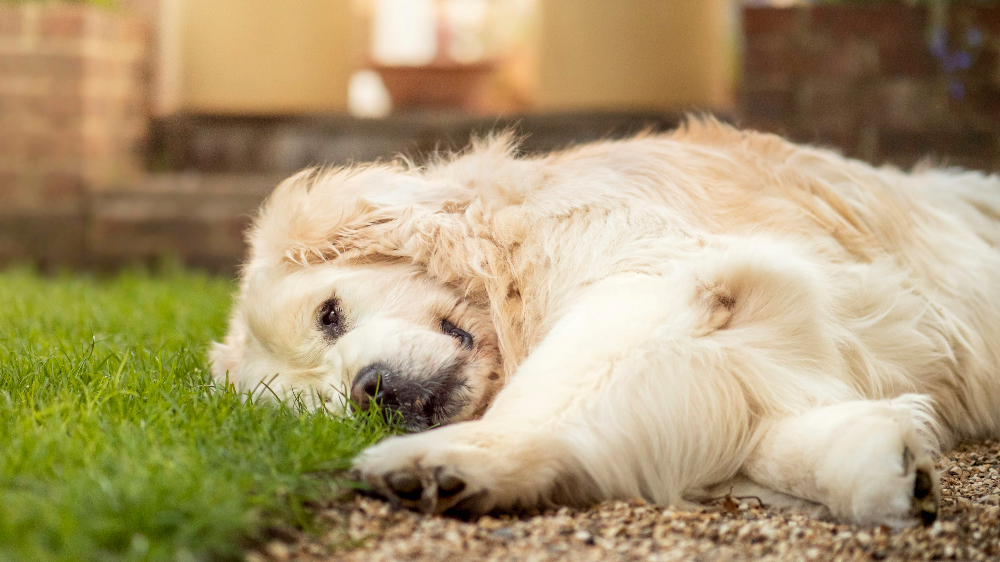 강아지 담낭점액종과 담낭절제수술