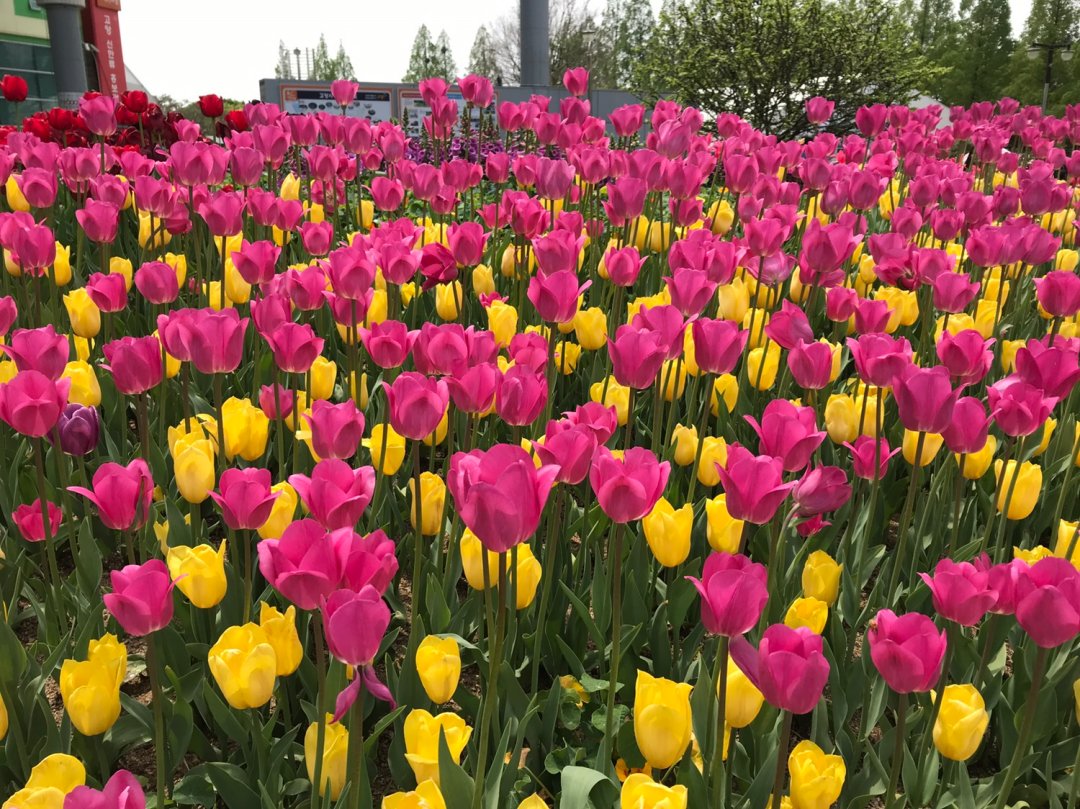 고양국제꽃박람회의 야외 모습입니다.