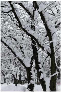 자동차 눈 제거 용품 방법
