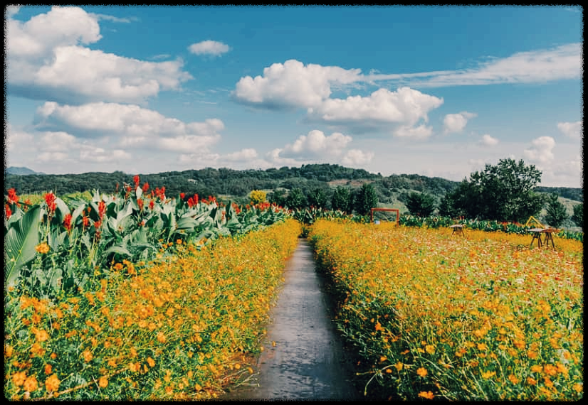 임진강댑싸리공원