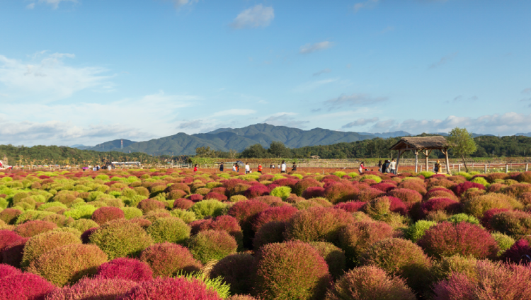 철원 고석정 꽃밭축제