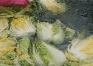 김장 배추 고르는 방법