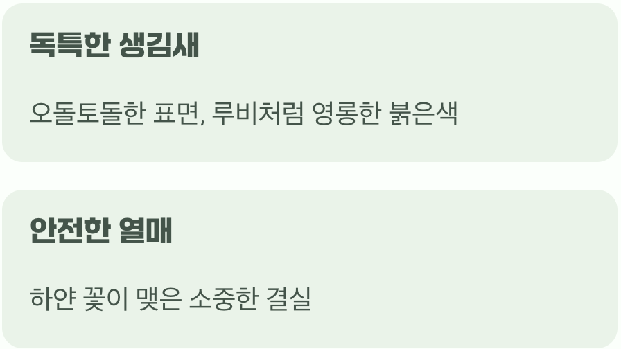 나무에 열린 딸기? 독특한 생김새