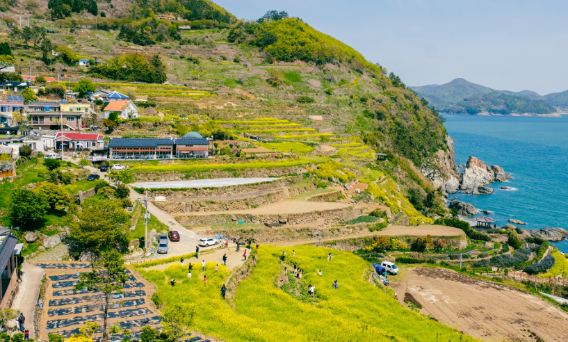 남해 가천 다랭이마을 유채꽃