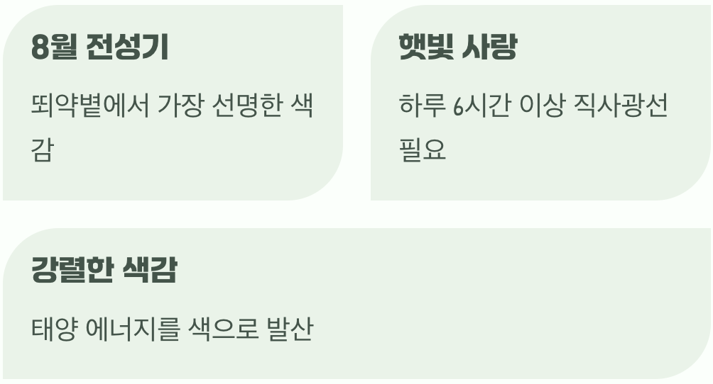 한여름 뙤약볕&amp;#44; 맨드라미의 전성기