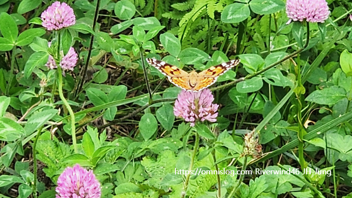 붉은 토끼풀,레드클로버 ,Red clover, Trifolium pratense ,토끼풀, 빨간 토끼풀