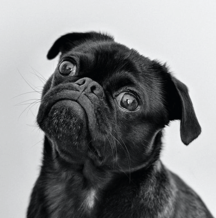 슬개골 탈구 증상 예방