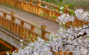 봄날의 경주 데이트&amp;#44; 벚꽃과 한옥 지붕 뷰를 품은 황리단길 고즈넉한 노키즈존 카페