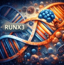 RUNX3 유전자의 변이