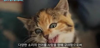 고양이 수다스러운 이유 7가지 행동 심리_5