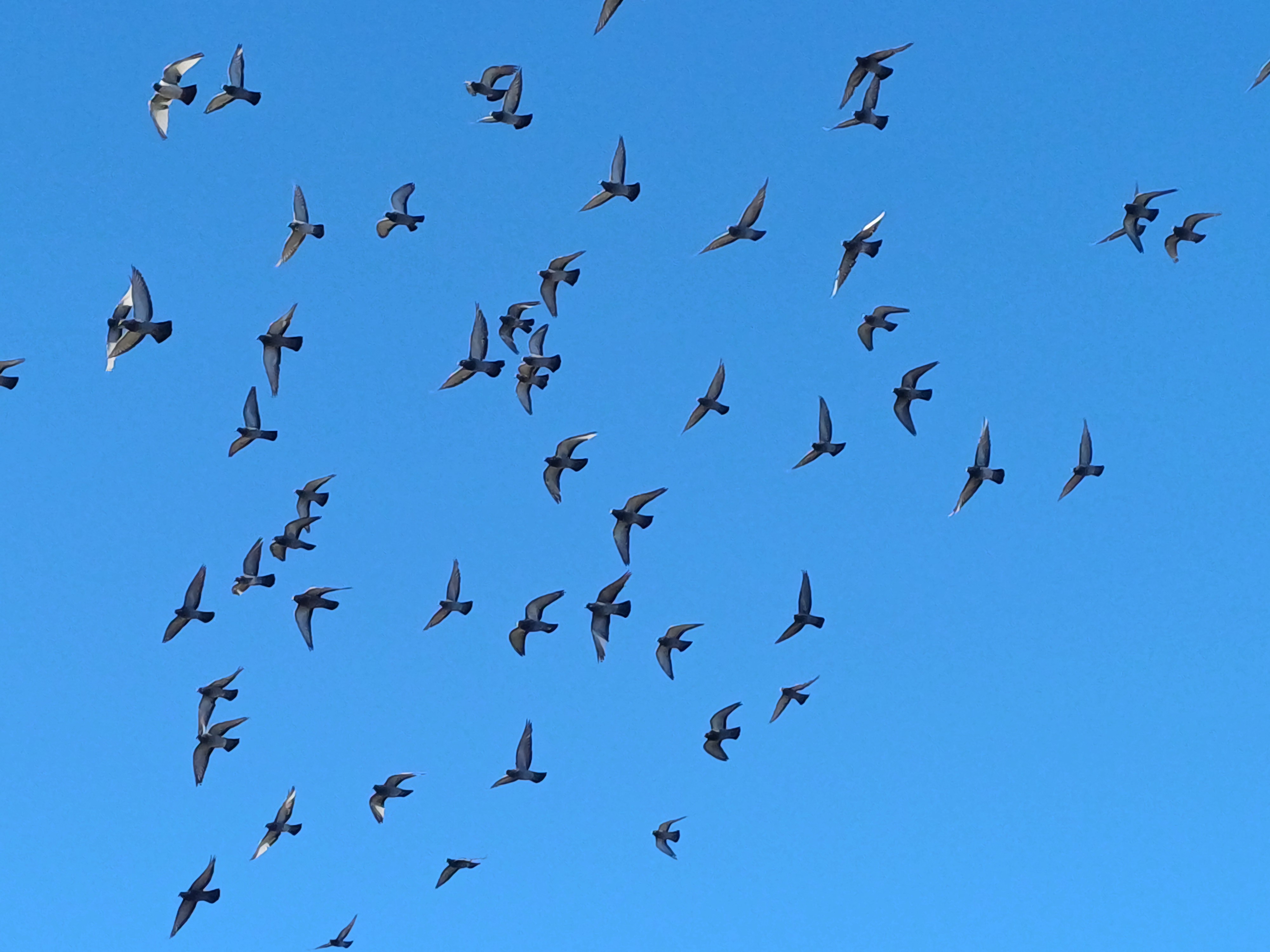 flocks of pigeons