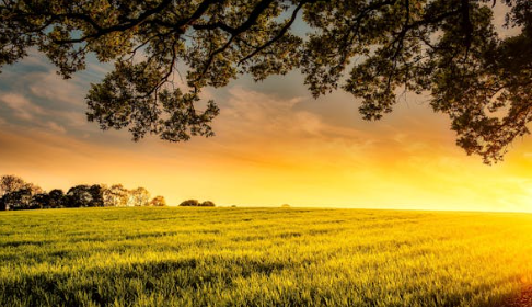 광복 이후 농지개혁과 지주의 몰락 – 한국 토지구조의 대전환