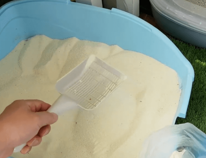  고양이 화장실 모래 추천 BEST 5