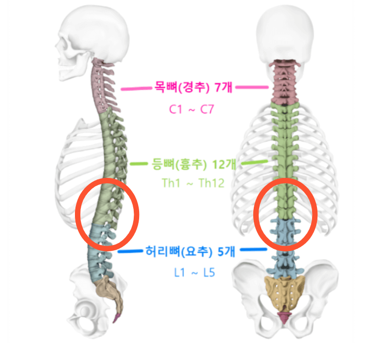 췌장암-허리통증-위치