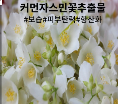 쟈스민 꽃 사진