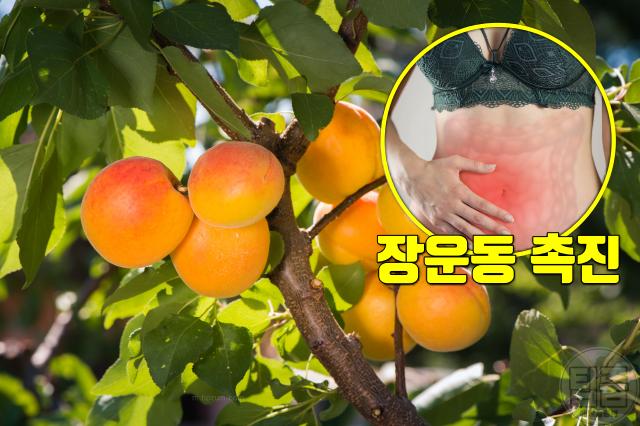 살구 어디에 좋은가요 살구 효능 부작용 변비 예방 장운동 촉진