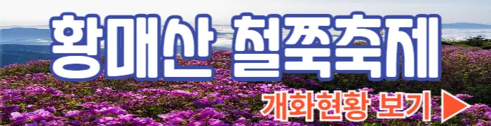 황매산 철쭉축제 개화현황