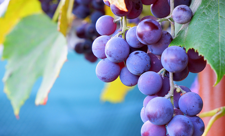 포도 피로회복에 좋은 음식