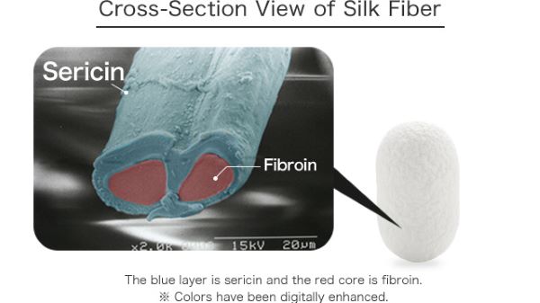 피브로인과 세리신이 구성되어 있는 실크의 단면 사진