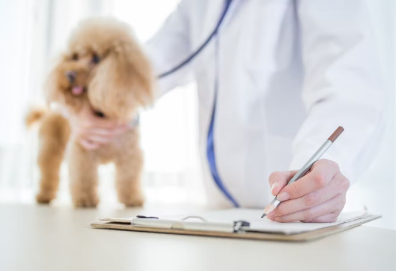 진료중인 강아지