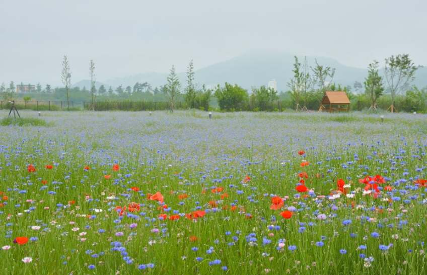 고령 어북실 수레국화 명소, 인생샷 명당과 개화시기 총정리!