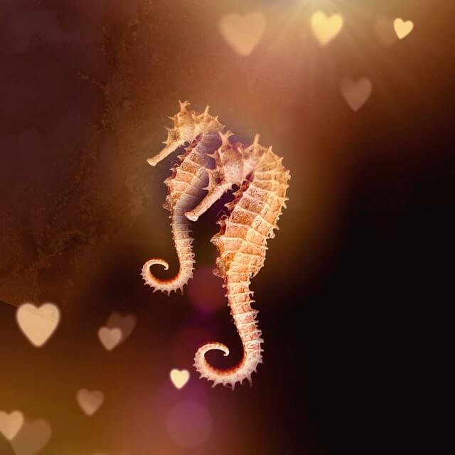 해마-보는-꿈-해몽