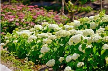 공주 수국축제 유구 색동 수국 정원_4