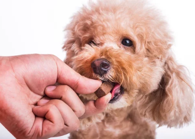 약먹는 강아지/출처:어도비스톡