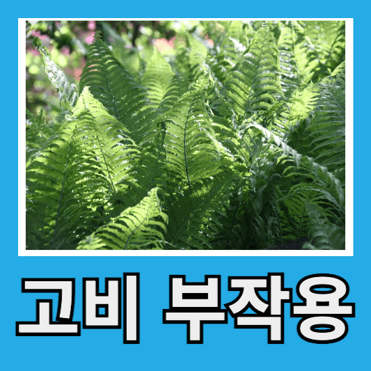 고비 부작용