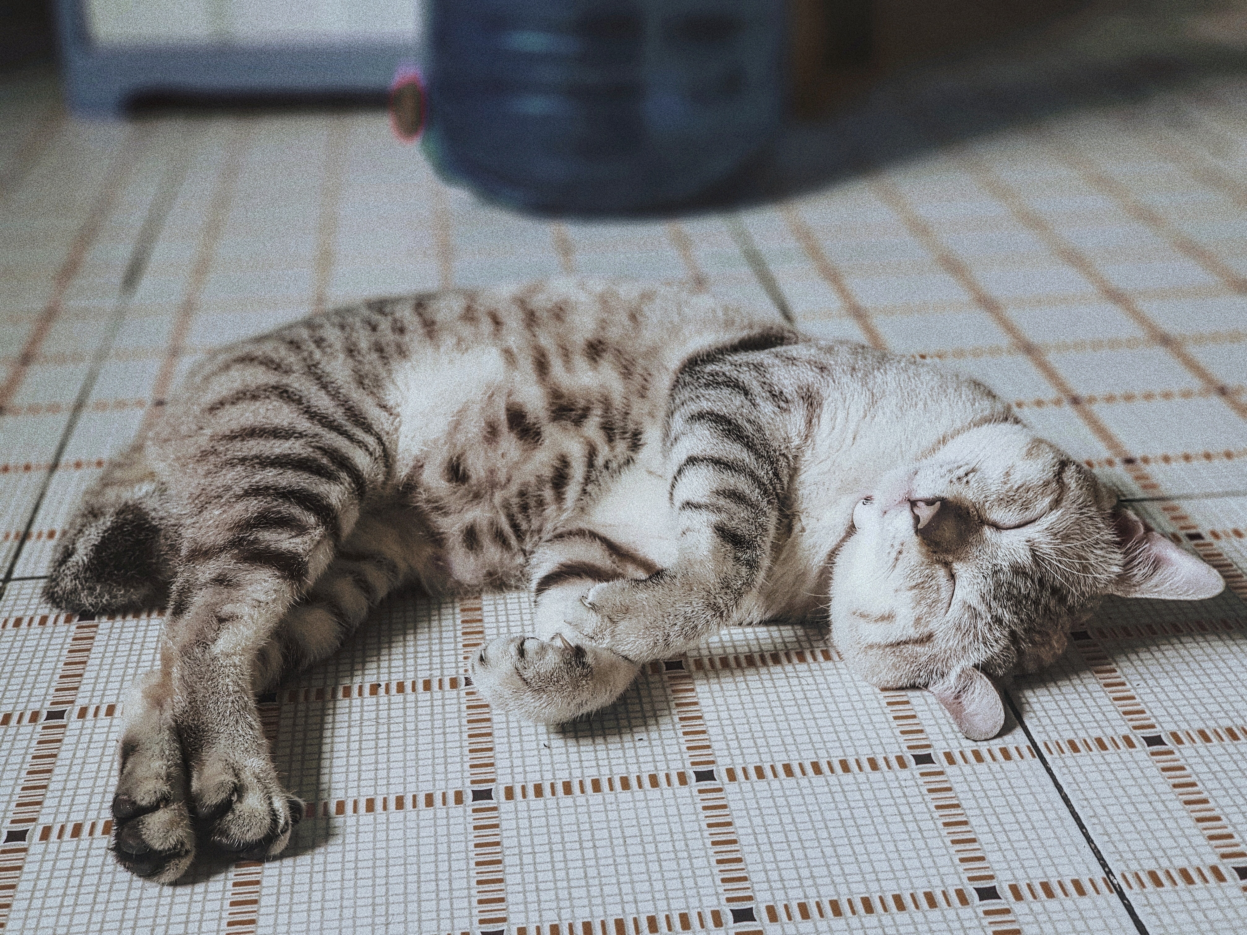 어린 고양이