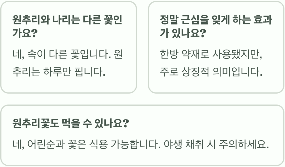 원추리 꽃말과 상징적 의미 총정리