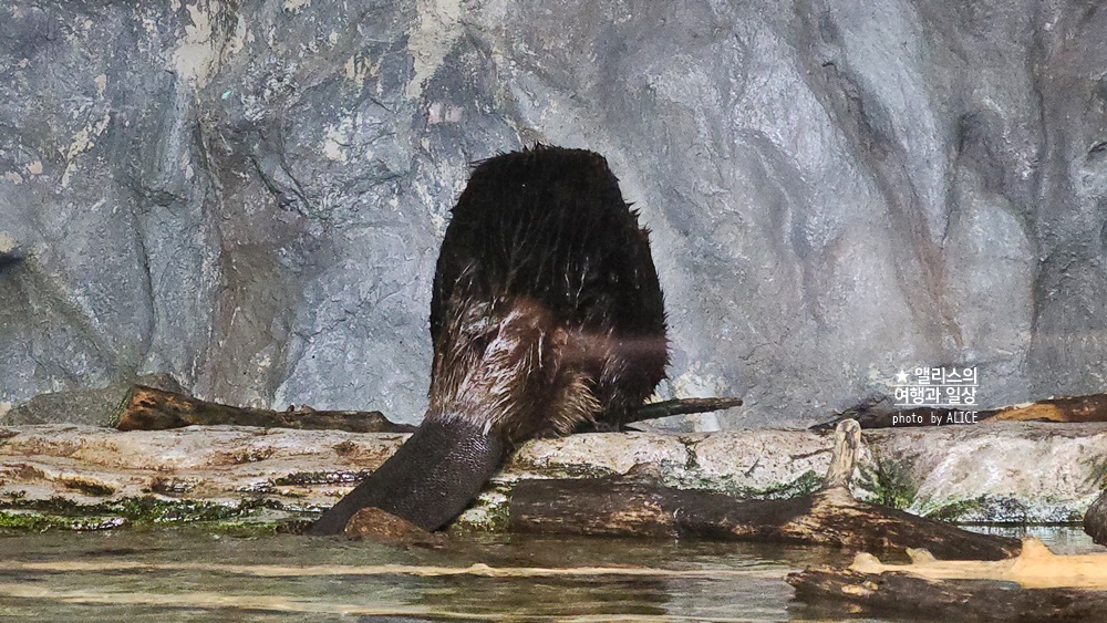 코엑스 아쿠아리움 입장권 할인예약 방법, 대중교통 가는 방법, 참물범 펭귄 비버 상어 보러가자!