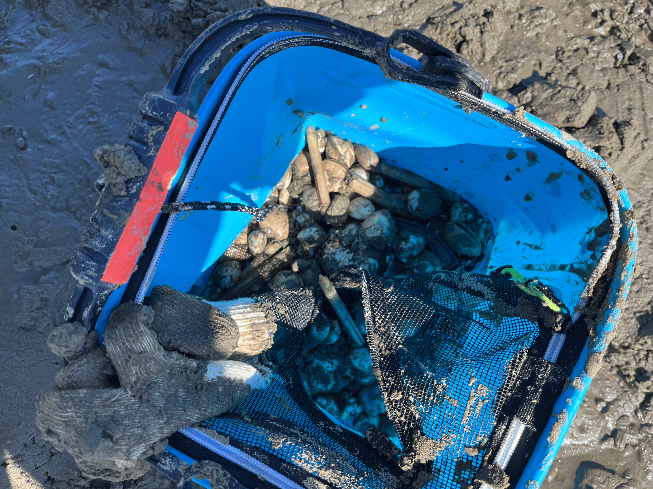 잔뜩 조개를 캔 모습