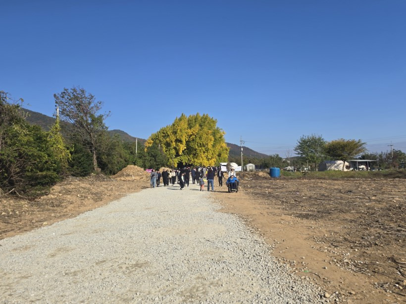 반계리 은행나무 CCTV 어디서 볼 수 있을까? 실시간 뷰 가이드