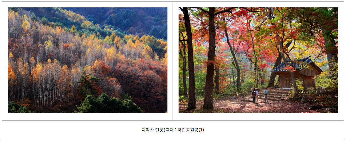 설악산 단풍 시작! 절정시기 지금 확인하세요 (출처 : 기상청)