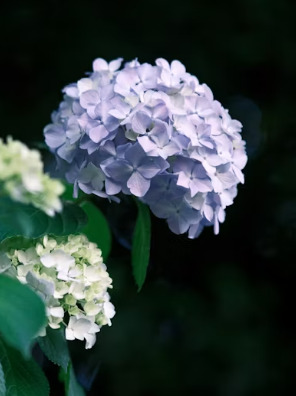 혼자만의 시간&amp;#44; 인적 드문 평일 아침 대구 숨은 벚꽃 사색 산책로 BEST 3