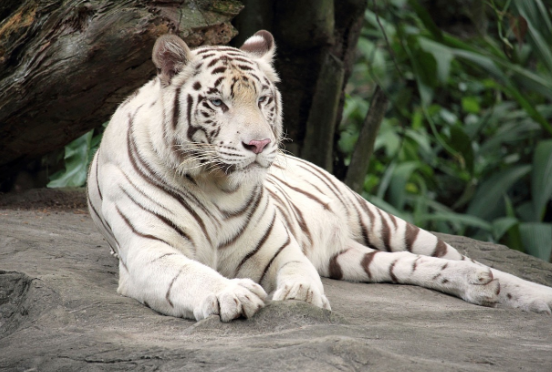 백호: 서쪽을 수호하는 신성한 호랑이