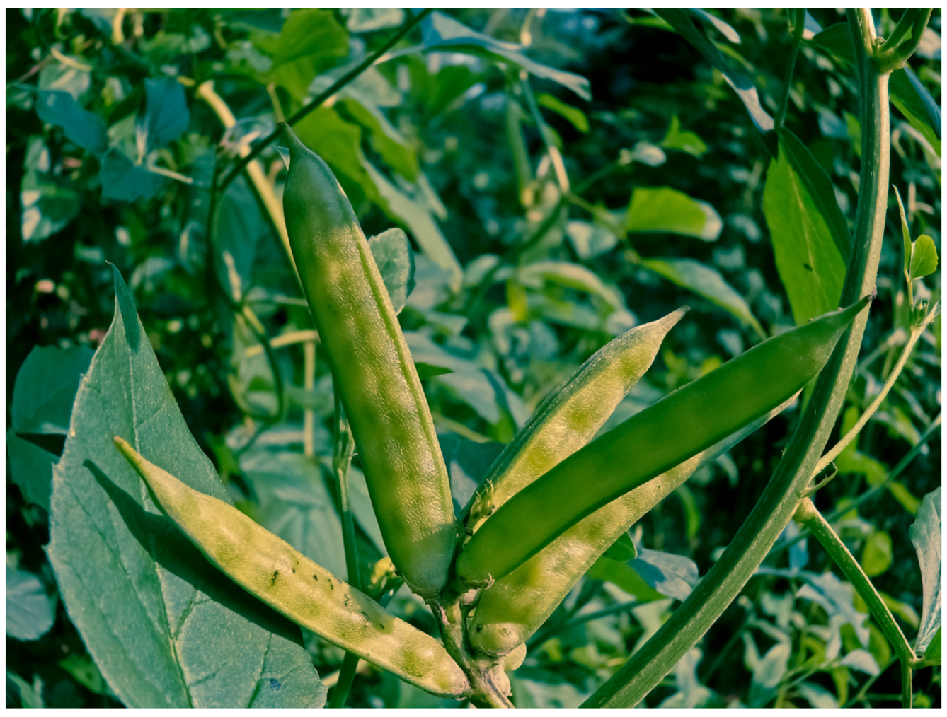 구아검 가수분해물 변비에 효과