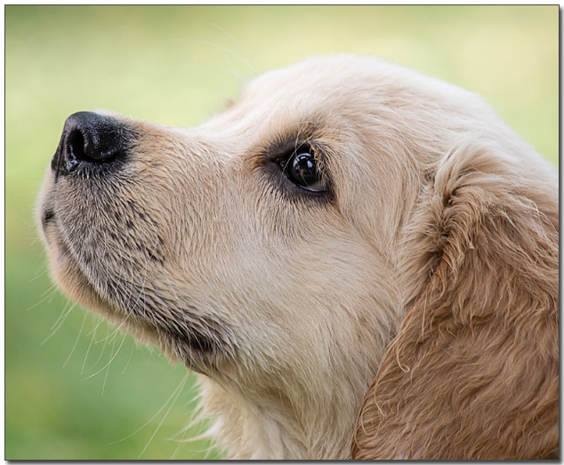 아기 골든리트리버