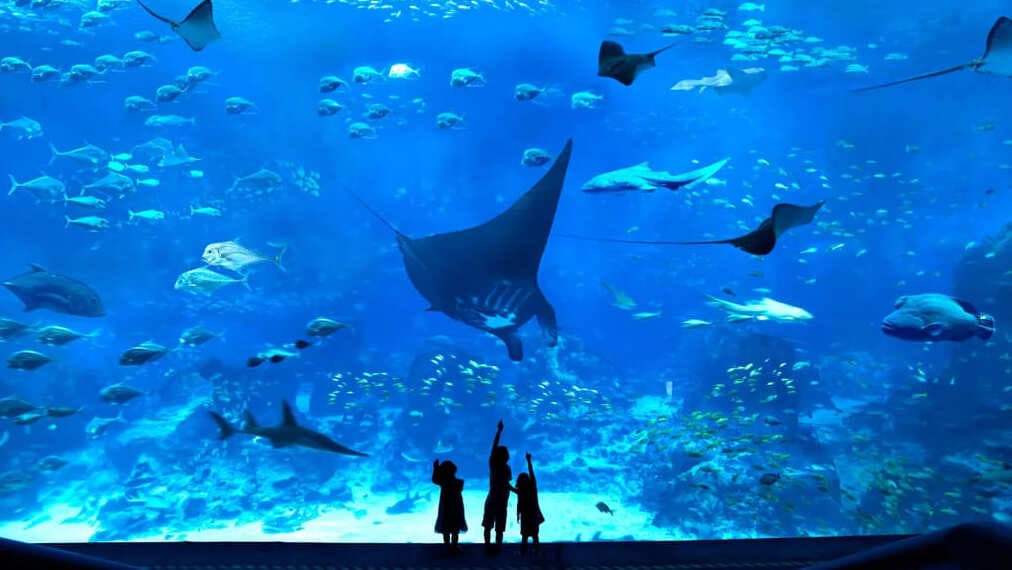 싱가포르 아쿠아리움 센토사 S.E.A. 티켓 예매 수족관