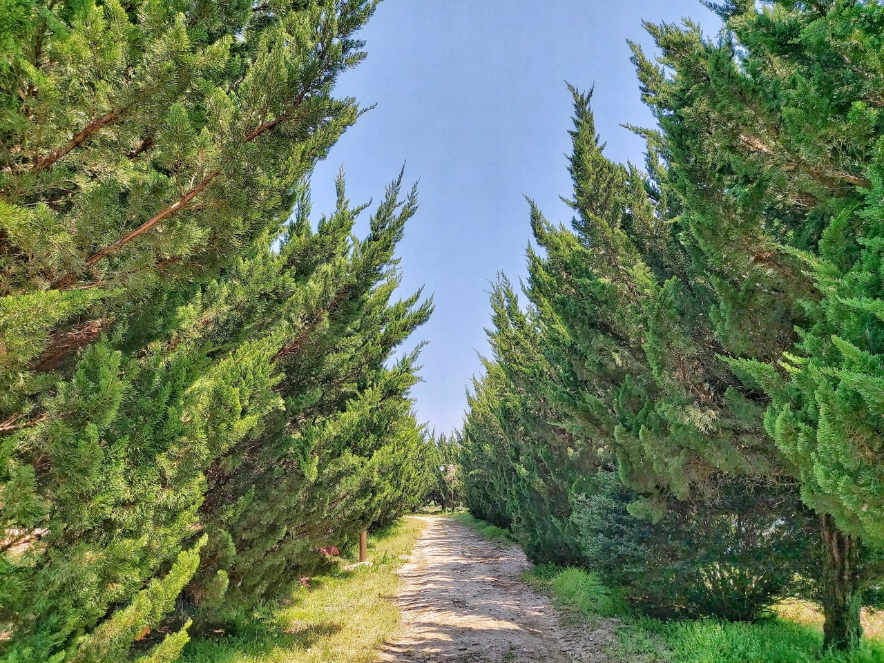 생방송투데이 스카이바이크&amp;#44; 쌍산재&amp;#44; 향나무숲