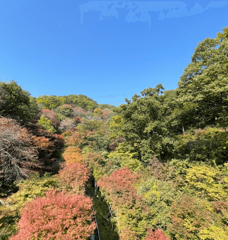 단풍축제 화담숲