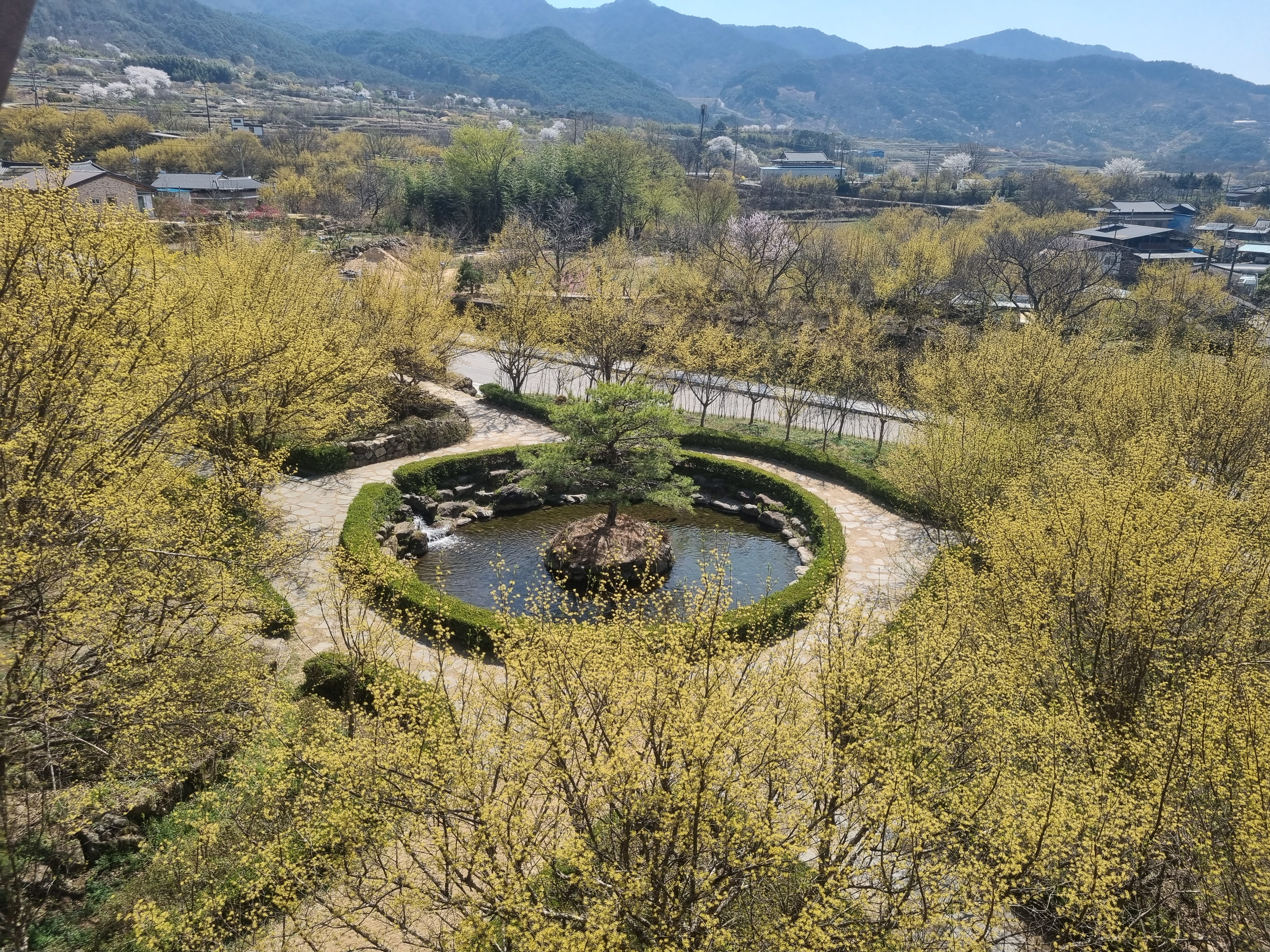 산수유마을 사진('25.4)