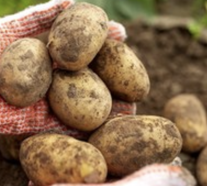 땅에서-막-캐온-감자