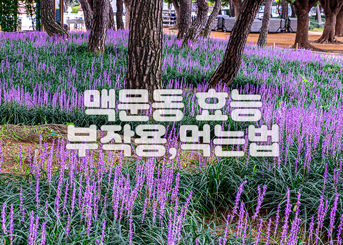 맥문동 꽃이 공원에 피어있다